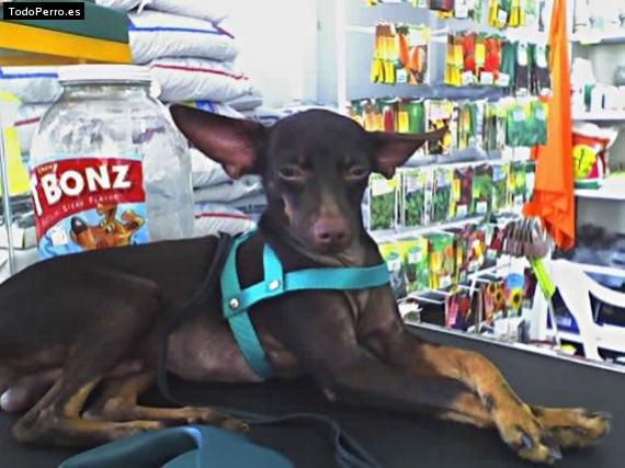 Foto del perro Choky