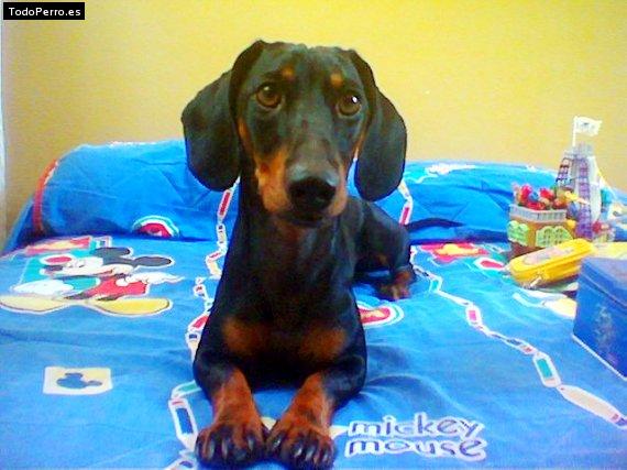 Foto del perro Snoopy
