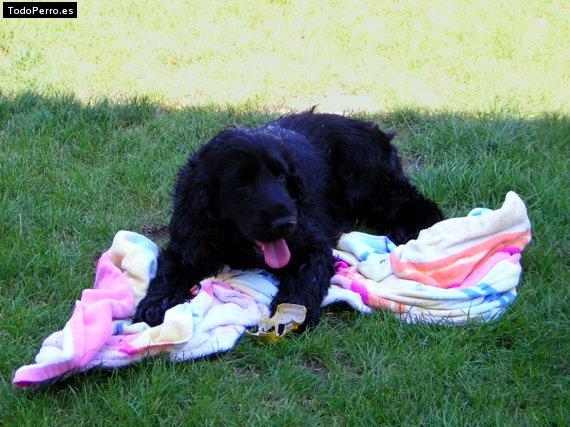 La foto del perro Lupe Foto del perro Lupe