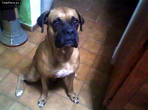 Foto del perro Rocco