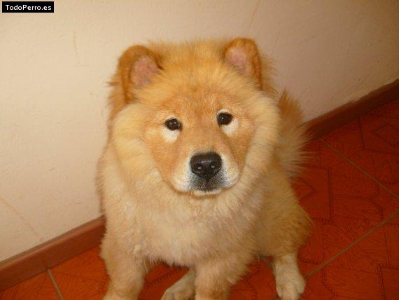 La foto del perro Leo Foto del perro Leo