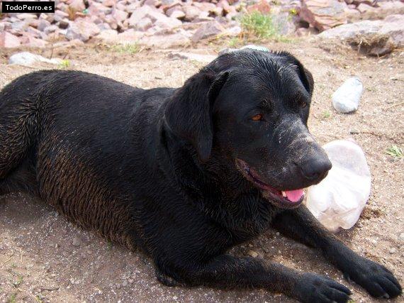 La foto del perro Lupe Foto del perro Lupe
