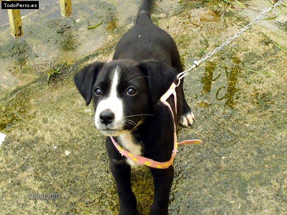 Foto del perro Coocky