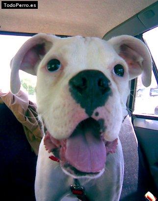 Foto del perro Juana