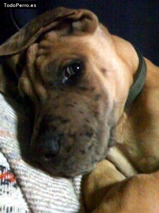 Foto del perro Hash