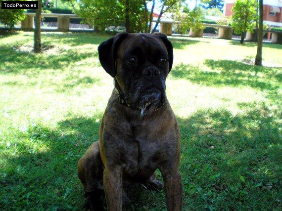 Foto del perro Wizard