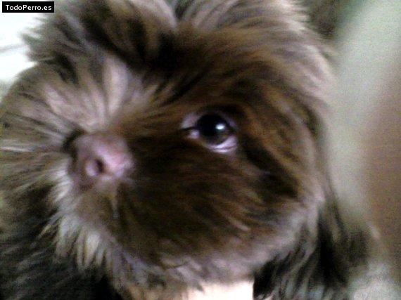 Foto del perro Balzac