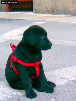 La foto del perro Lomu Foto del perro Lomu