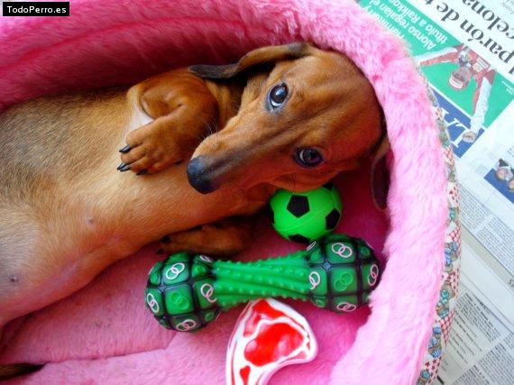 La foto del perro