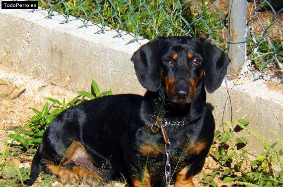 Foto del perro Mozart