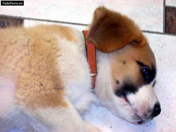 La foto del perro Greco Foto del perro Greco