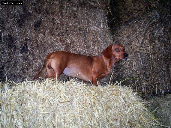 Foto del perro Rory