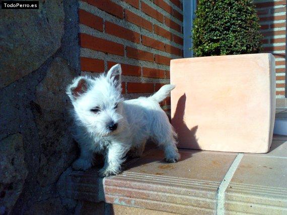 La foto del perro Whisky Foto del perro Whisky