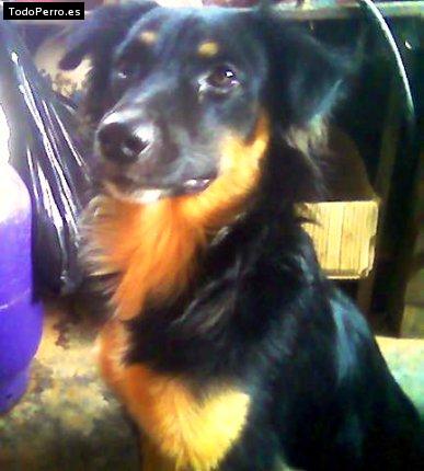 Foto del perro Braco
