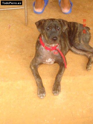 Foto del perro Brauny