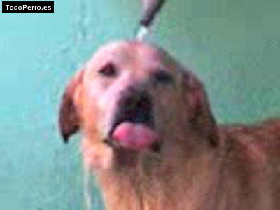 La foto del perro Goody Foto del perro Goody