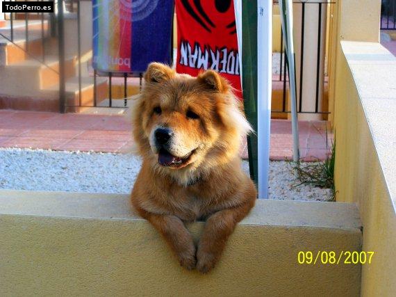 La foto del perro Leona Foto del perro Leona