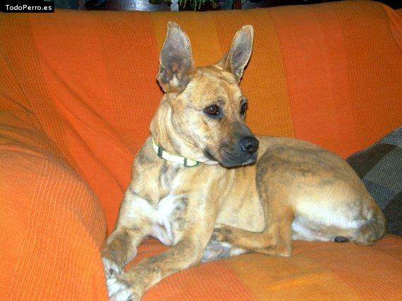 La foto del perro Mara Foto del perro Mara