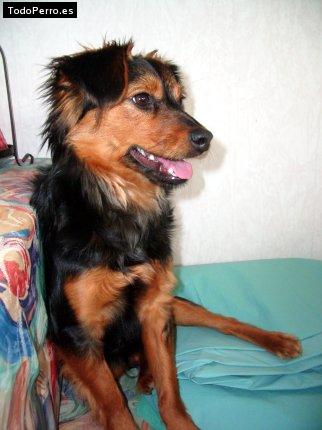 Foto del perro Nicki