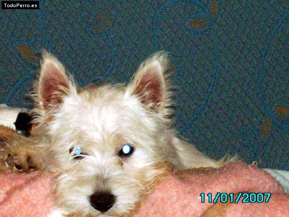 Foto del perro Nala