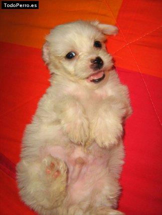 Foto del perro Martin
