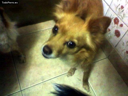 Foto del perro Mochila