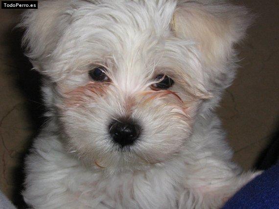 Foto del perro Happy