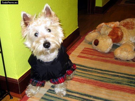 Foto del perro Boss