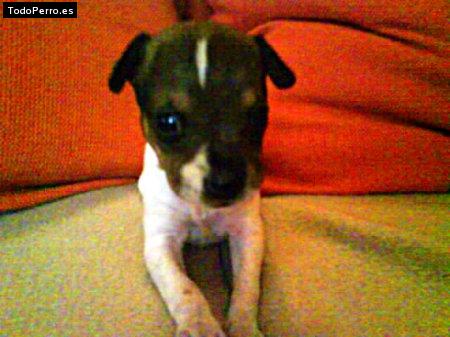 Foto del perro Camila