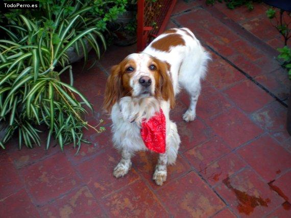 Foto del perro Brandon