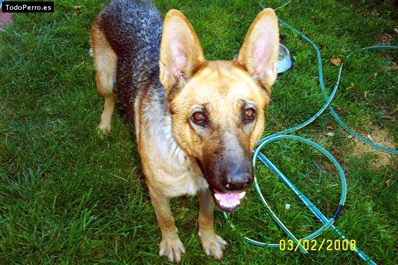 Foto del perro Menta