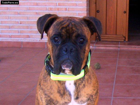 Foto del perro Homer