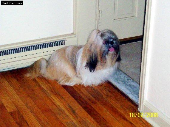 Foto del perro Snoopy