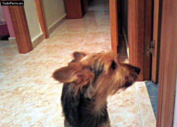 La foto del perro