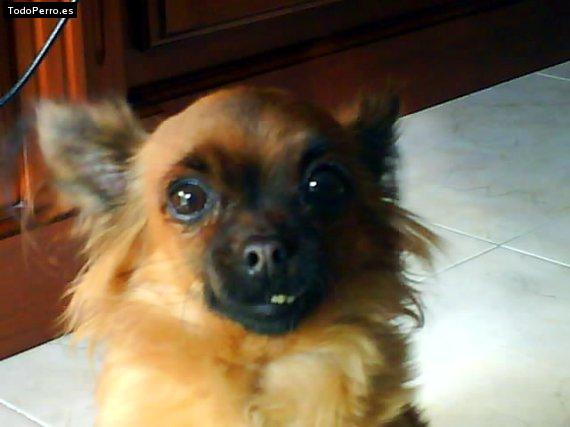 Foto del perro Chispa