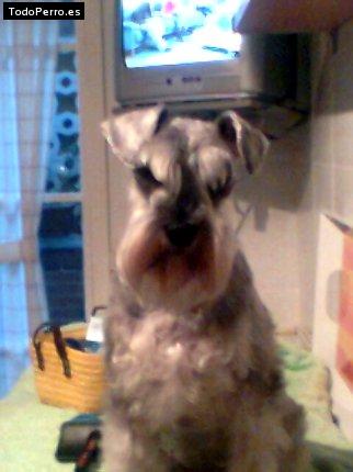 La foto del perro Lisa Foto del perro Lisa