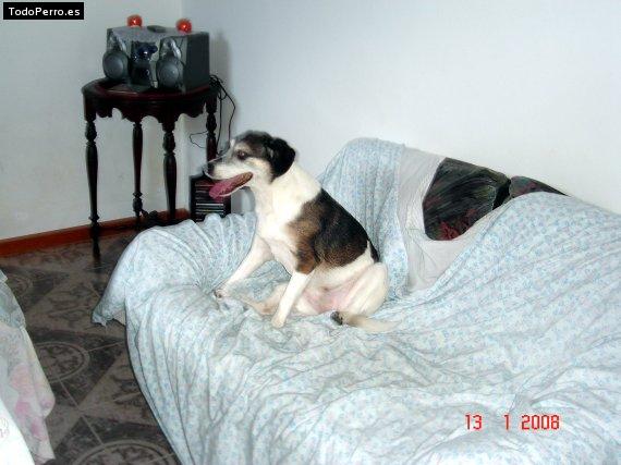 Foto del perro Manchi