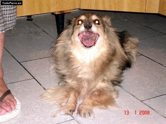 La foto del perro Greta Foto del perro Greta