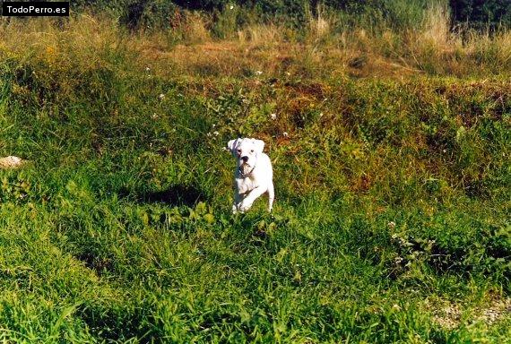 Foto del perro Junior