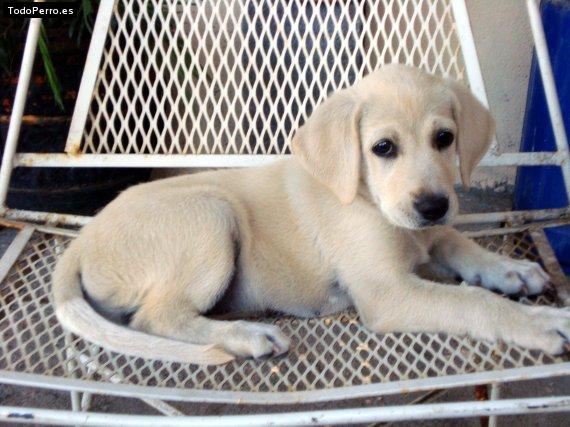 La foto del perro Keyla Foto del perro Keyla