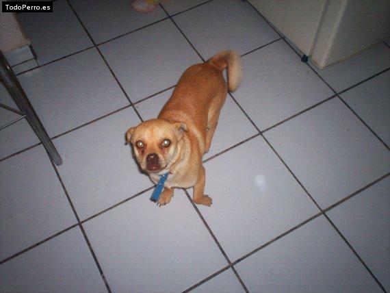 Foto del perro Chacho