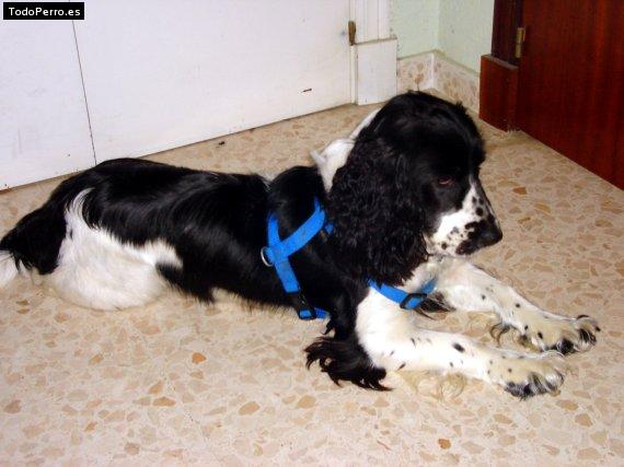 Foto del perro Cleopatra