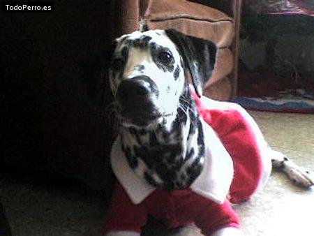 Foto del perro Nena