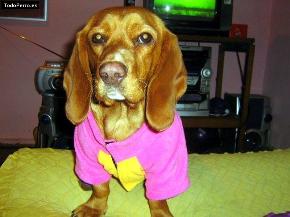 Foto del perro Munyeca