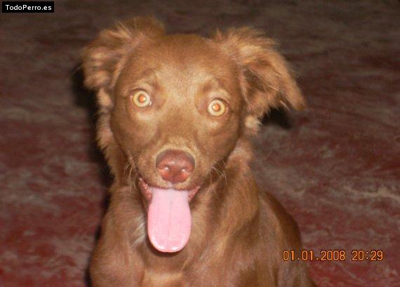 Foto del perro Canelita