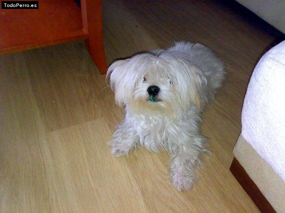 Foto del perro Rocco