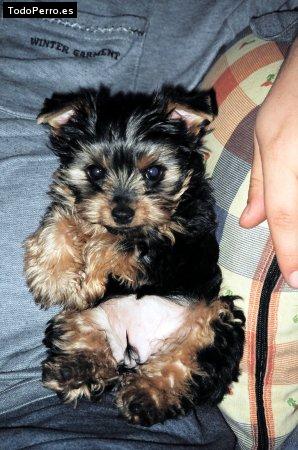 Foto del perro Sarita