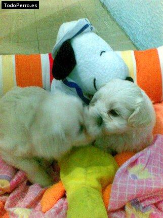Foto del perro Teddy