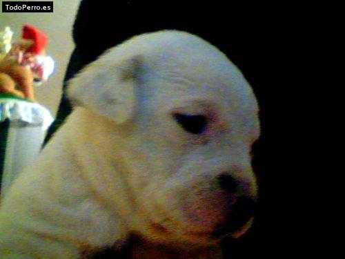 Foto del perro Corpinyo