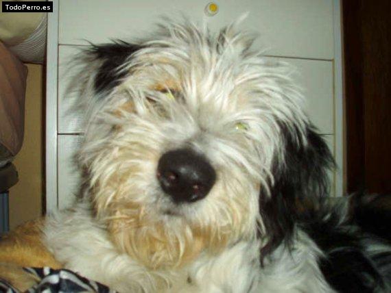 Foto del perro Jenny